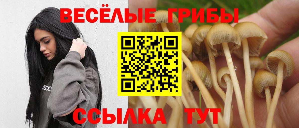 Галлюциногенные грибы Psilocybine cubensis Подольск